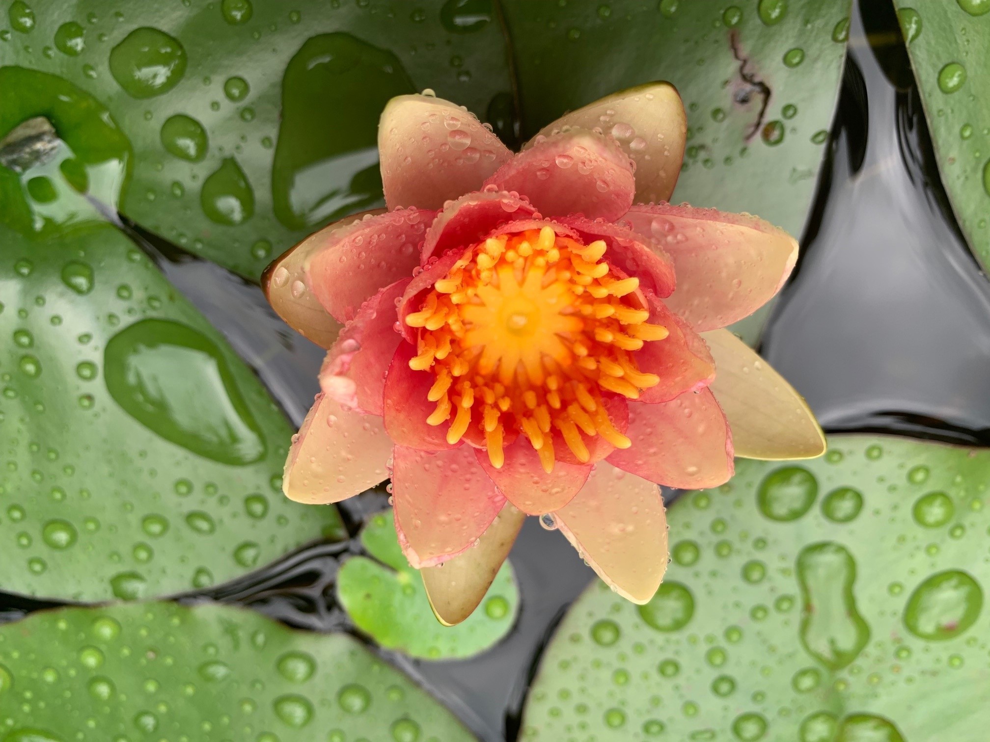 Die Seerose Lotusblüte des Westens Symbol der Spiritualität des Tantra